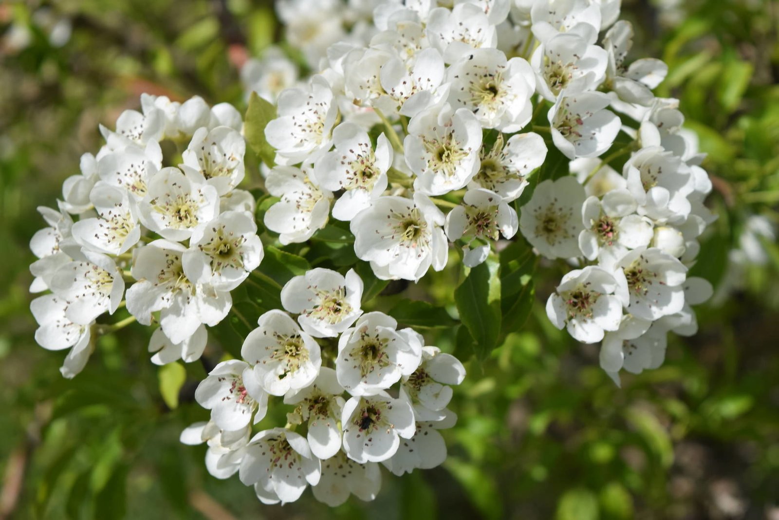 Pyrus syriaca